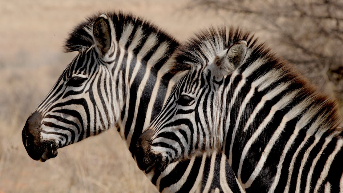 Two White And Black Zebras · Free Stock Photo