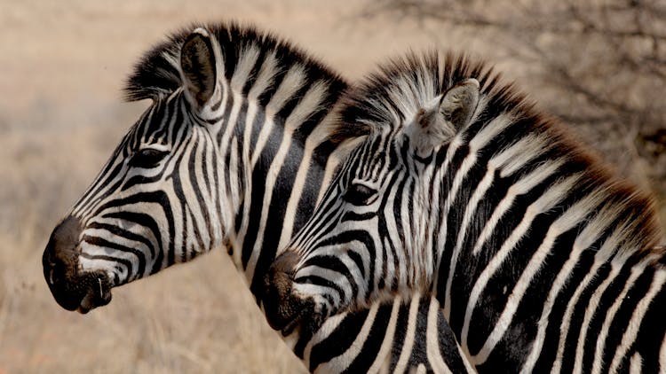 Two White-and-black Zebras