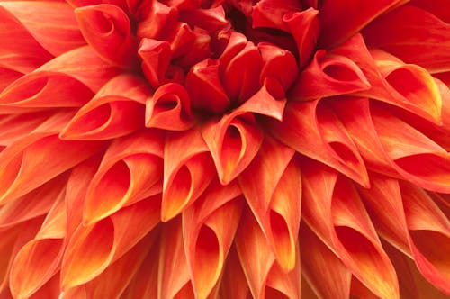 Foto stok gratis bunga dahlia closeup