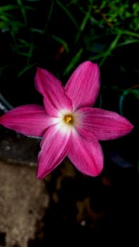 Close-up of a vibrant pink flower with striking petals, set against a dark background.