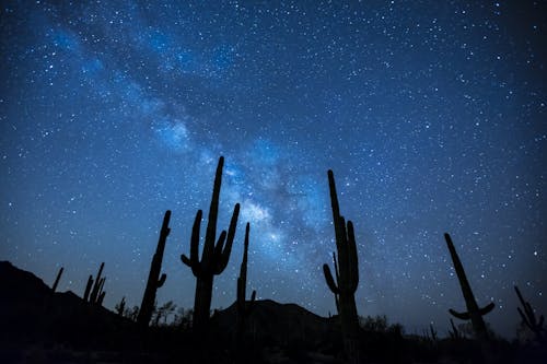 Plantas De Cactus Bajo El Cielo Estrellado