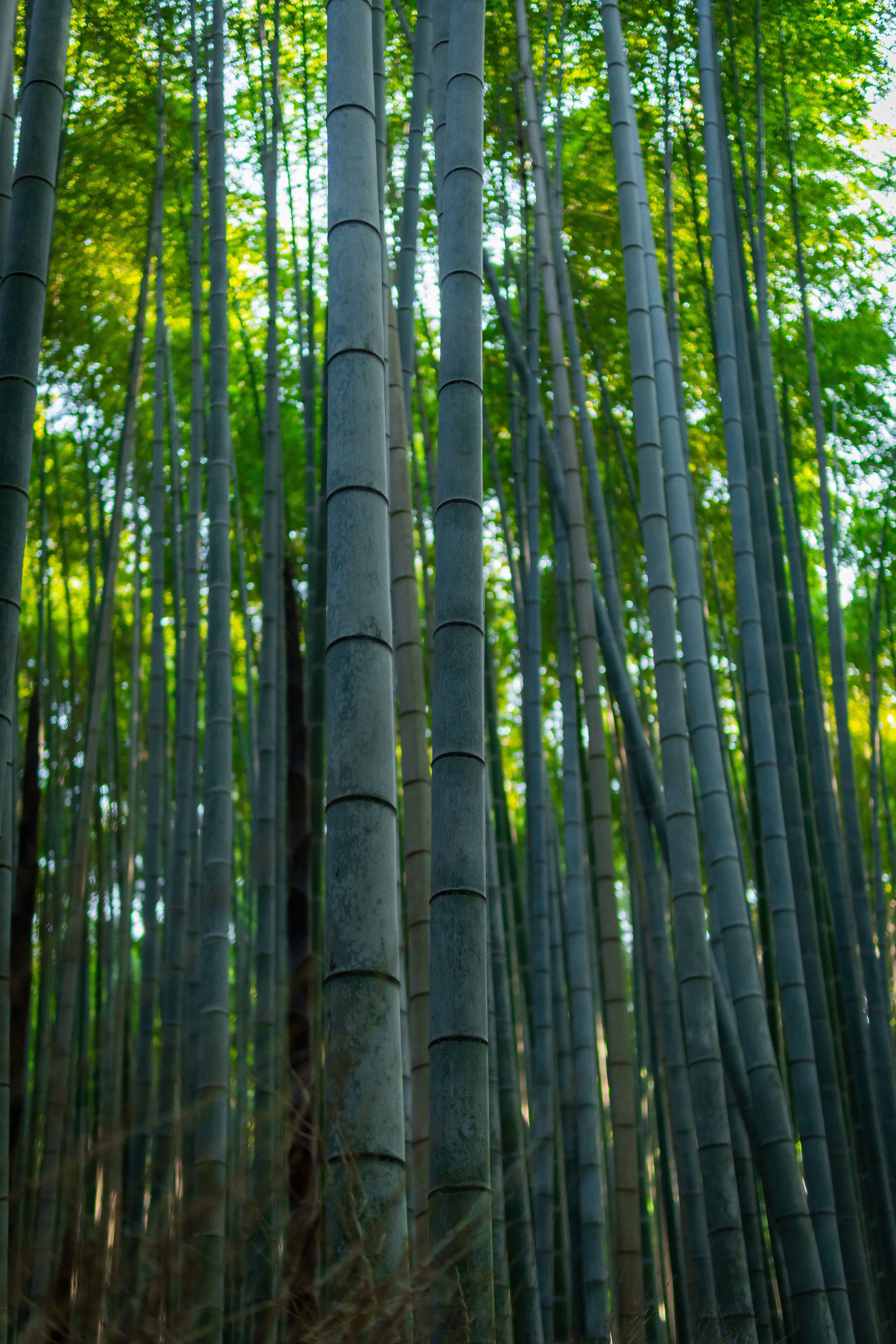 Bamboo Trees in Deep Forest  Free Stock Photo