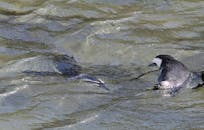 好的，我会按照您的要求对句子进行优化