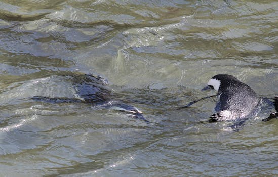 好的，我会按照您的要求对句子进行优化