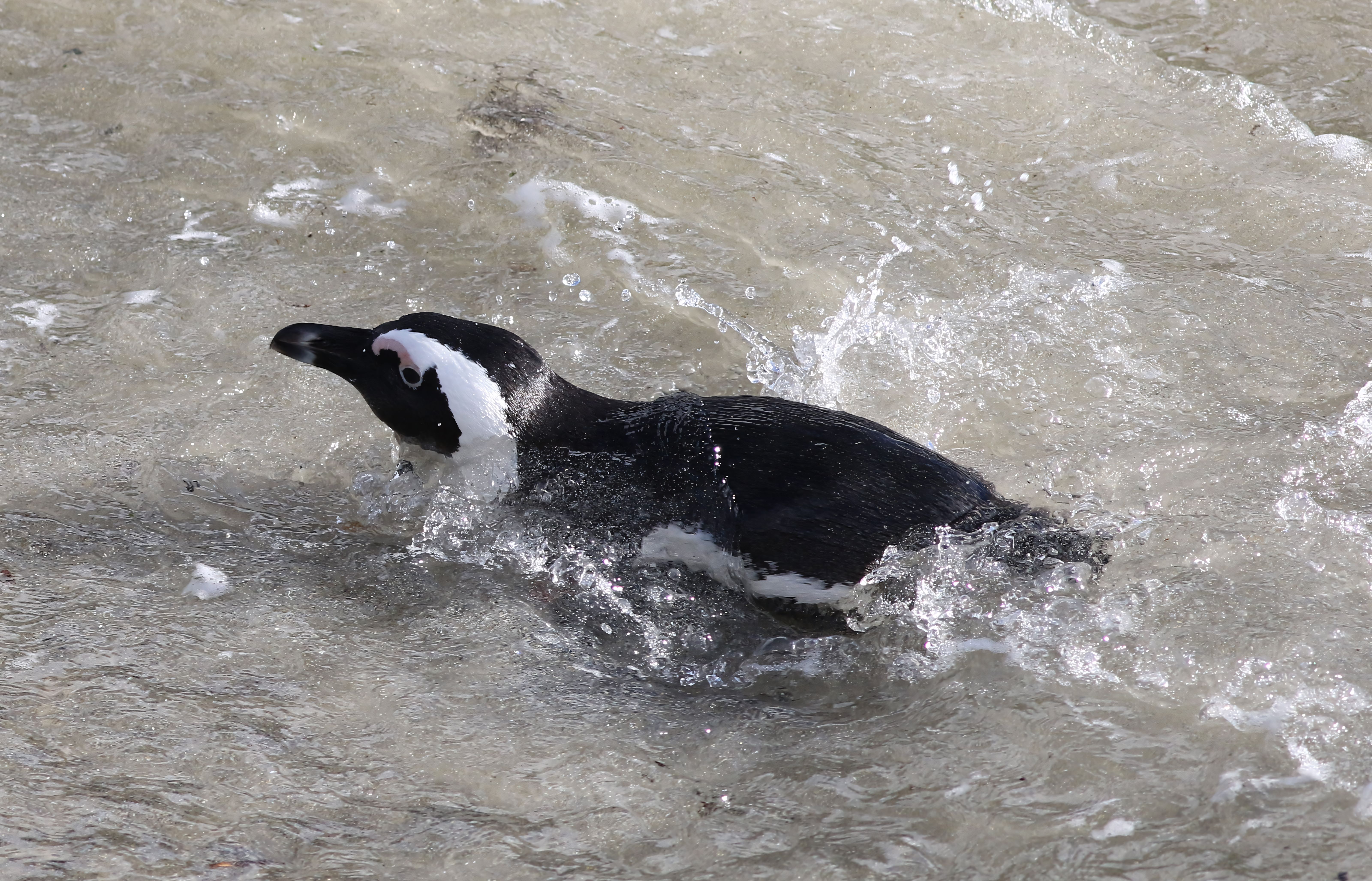An African penguin gracefully swims through the ocean waves.