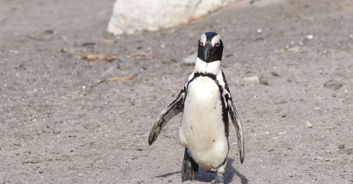 H5N1 Concerns Arise After Penguin Deaths on Australian Island