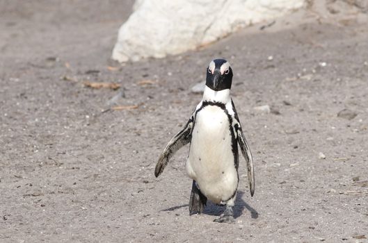 penguin photo
