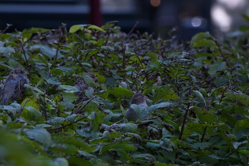 Free Blending in Stock Photo