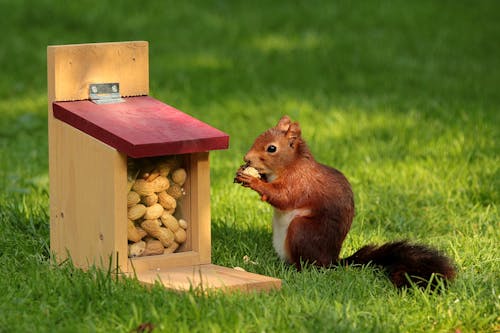 Free Brown Squirrel Stock Photo