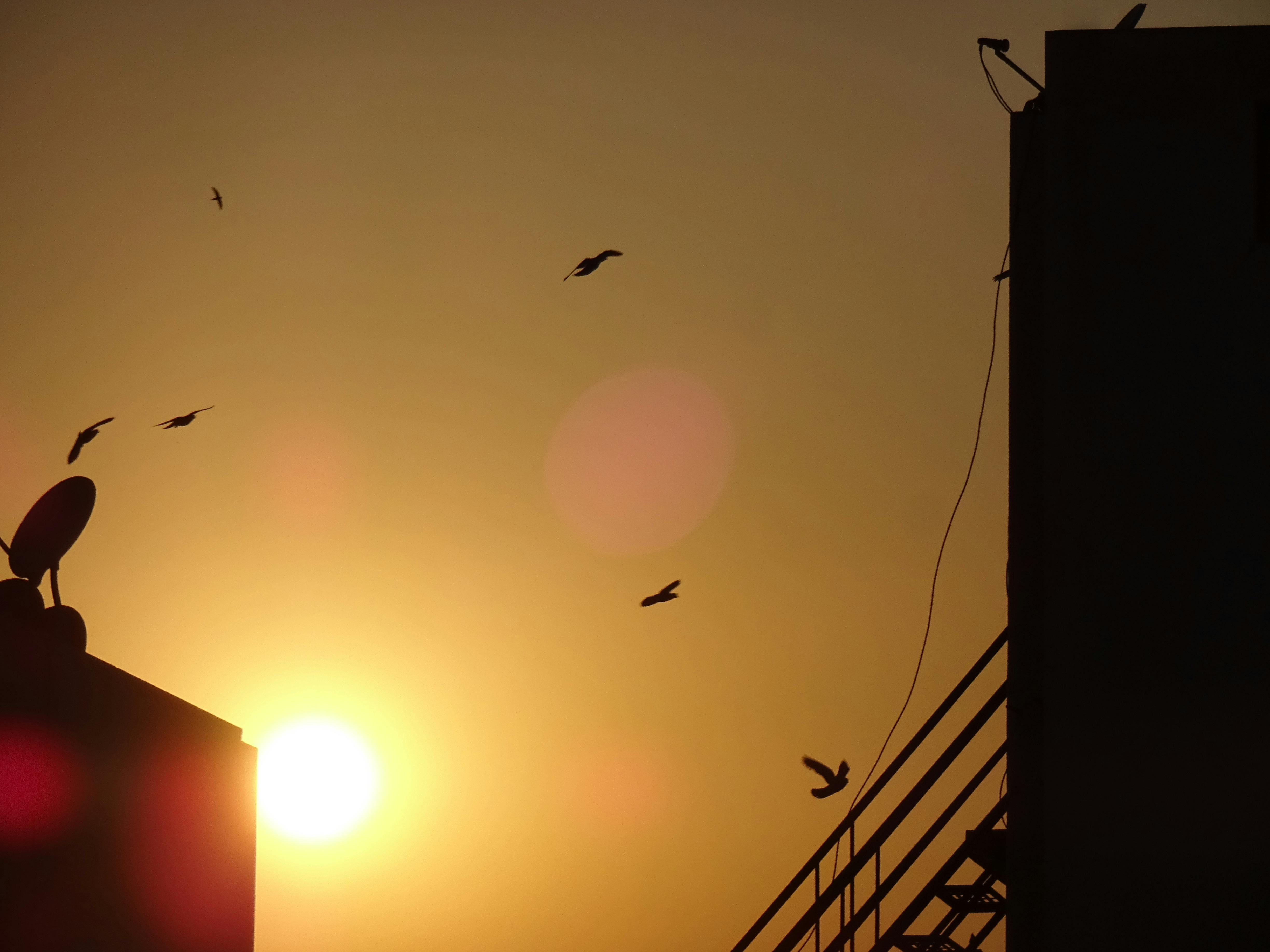 Foto Stok Gratis Tentang Burung Merpati Birdie Burung Burung