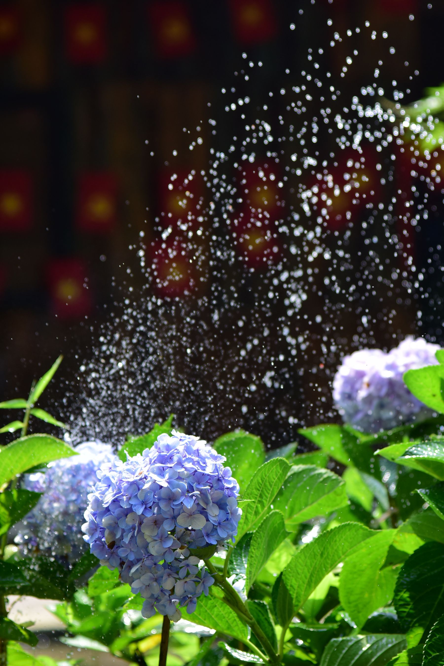 Mulching hydrangeas for winter protection Mulched garden bed with flowering shrubs