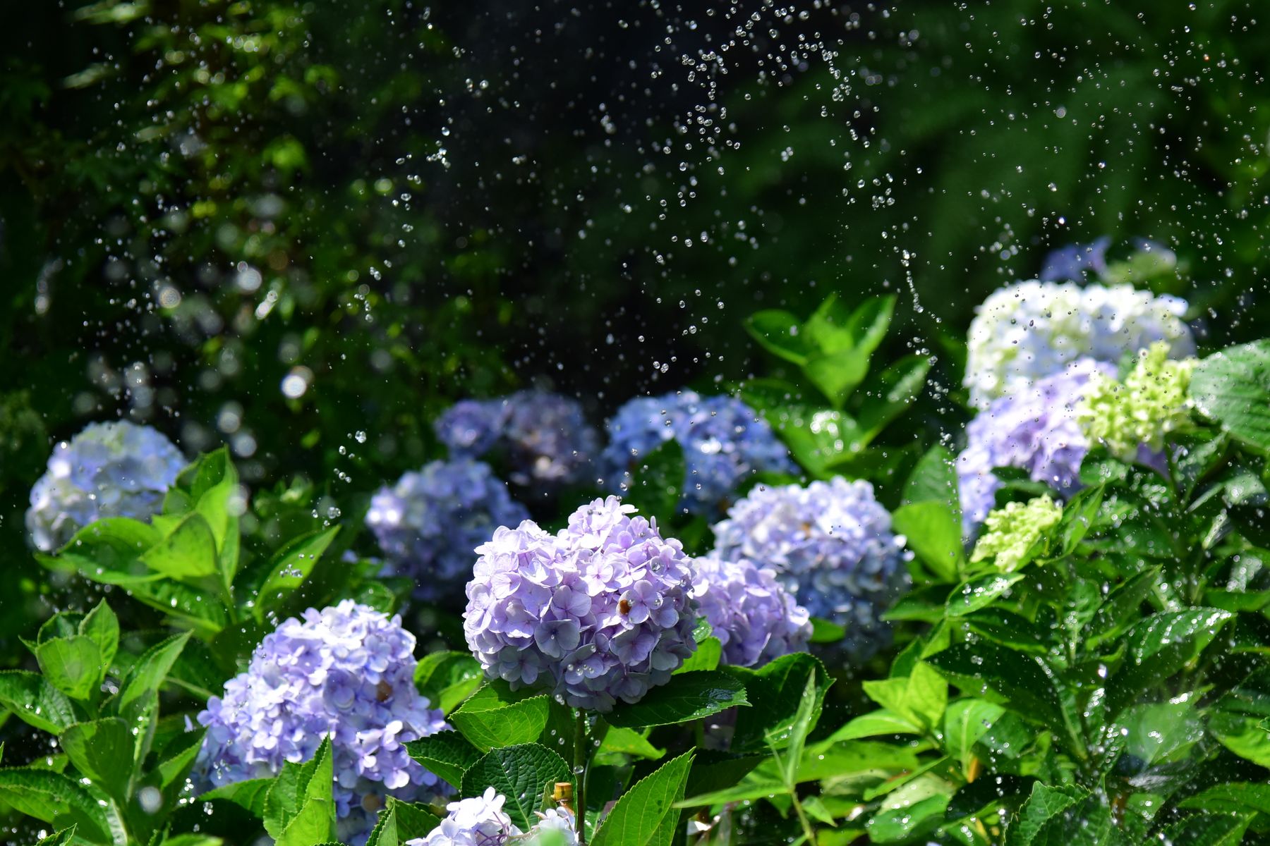 Watering hydrangeas in fall Hydrangea shrub in a garden bed