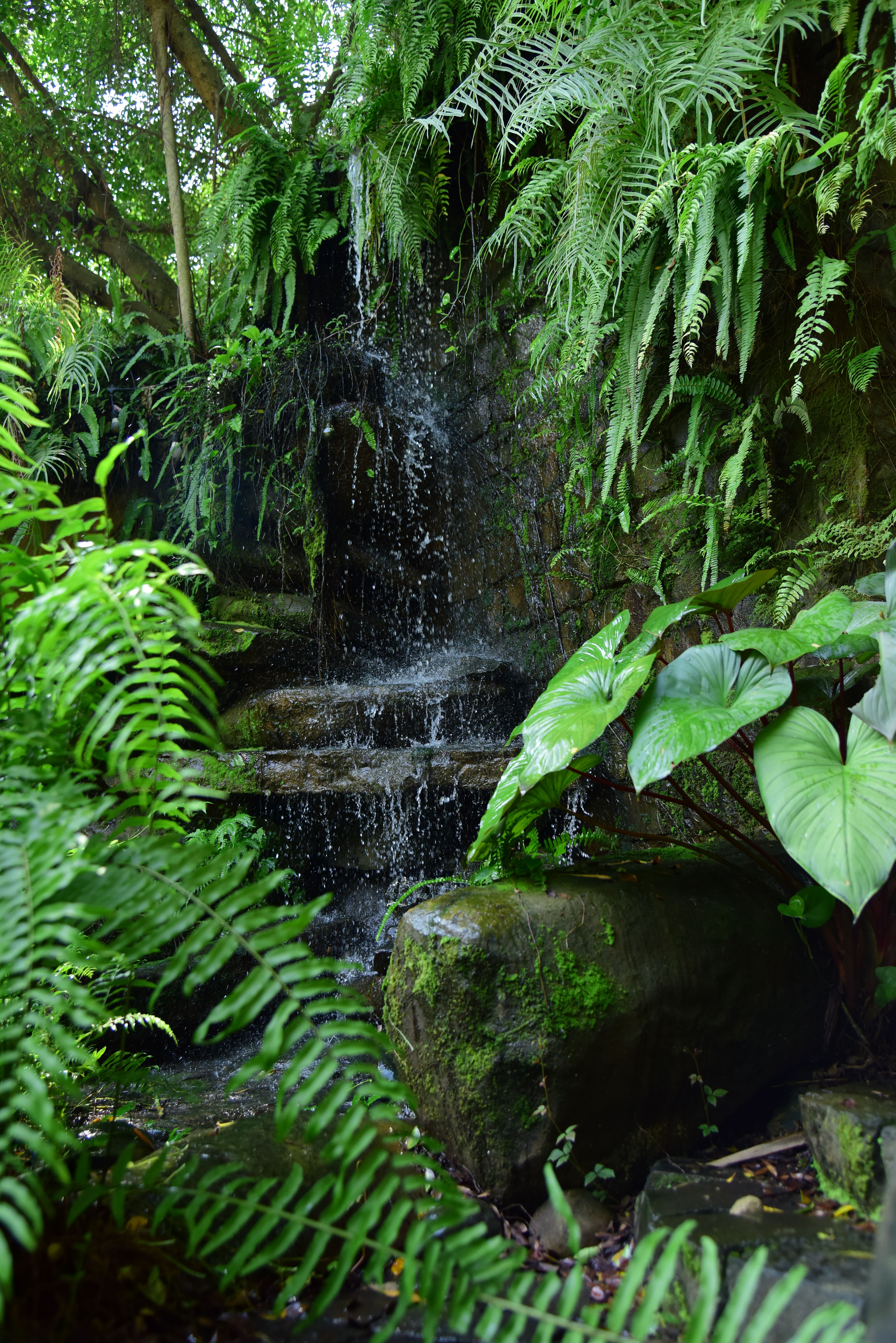 Lush Tropical Waterfall in Serene Greenery · Free Stock Photo