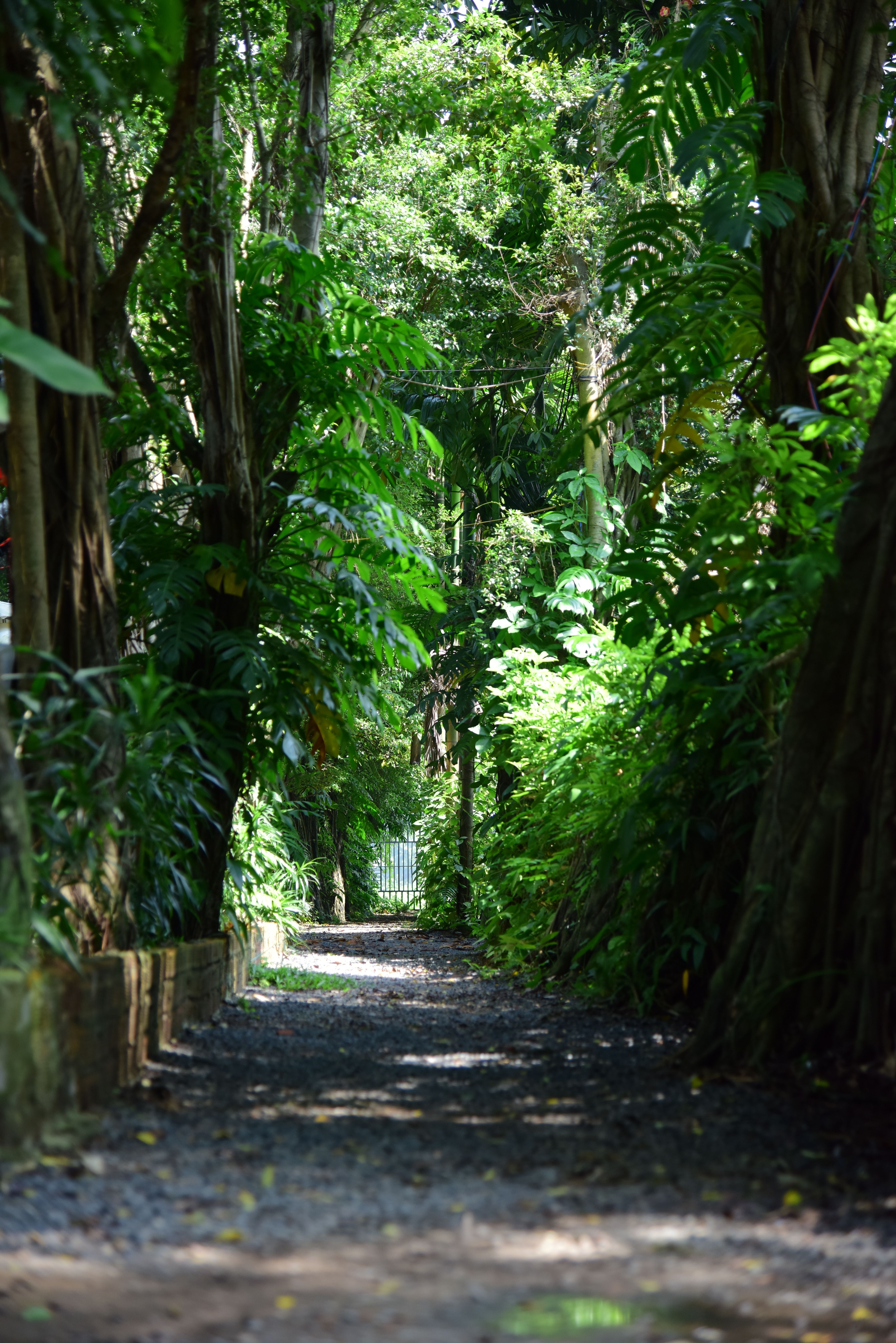 Serene Forest Pathway with Lush Greenery · Free Stock Photo