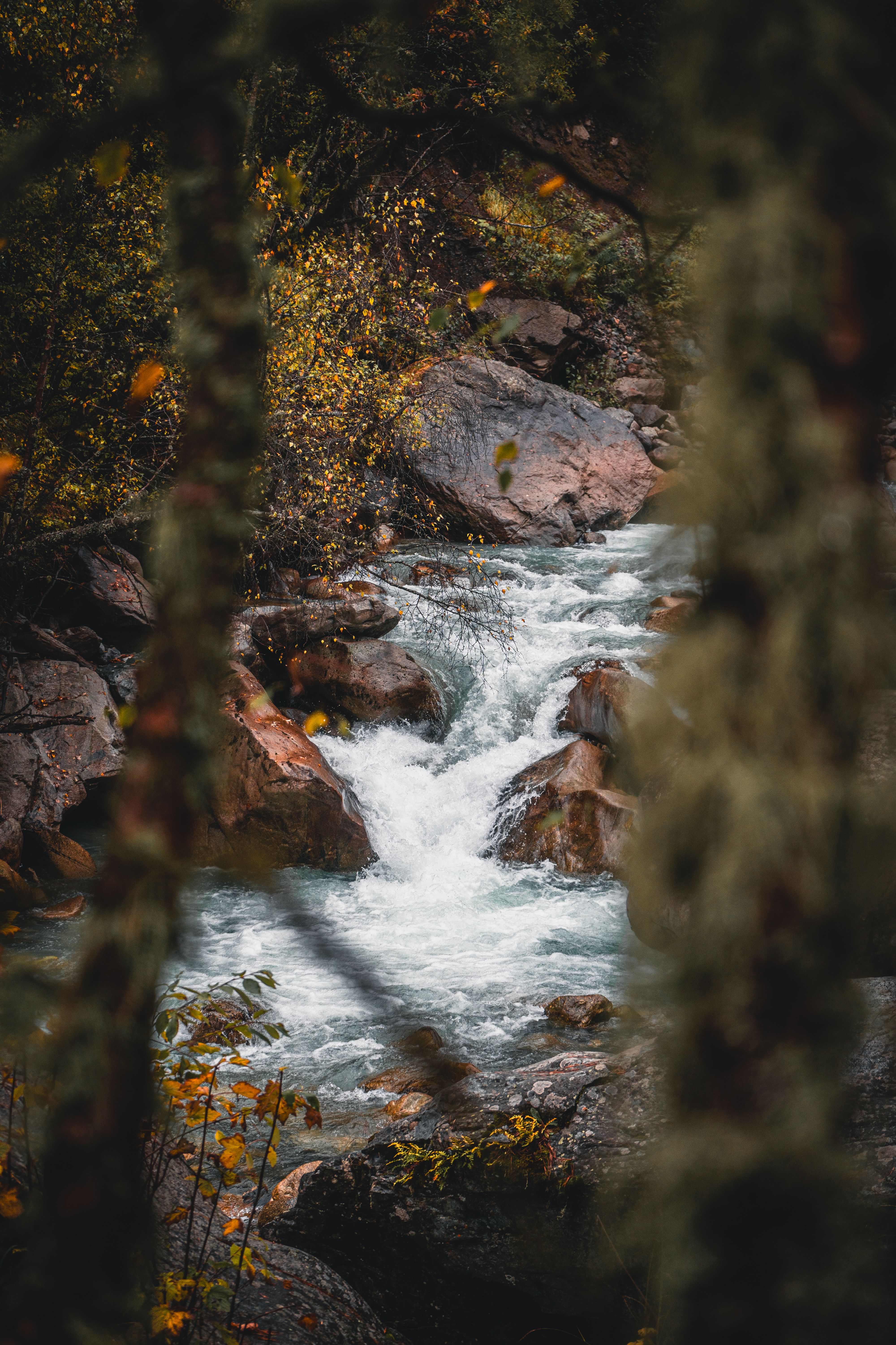 A Flowing River in the Middle of the Forest · Free Stock Photo
