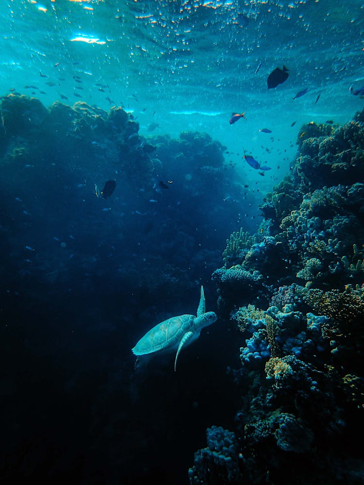 Assorted Fish In Sea With Corals