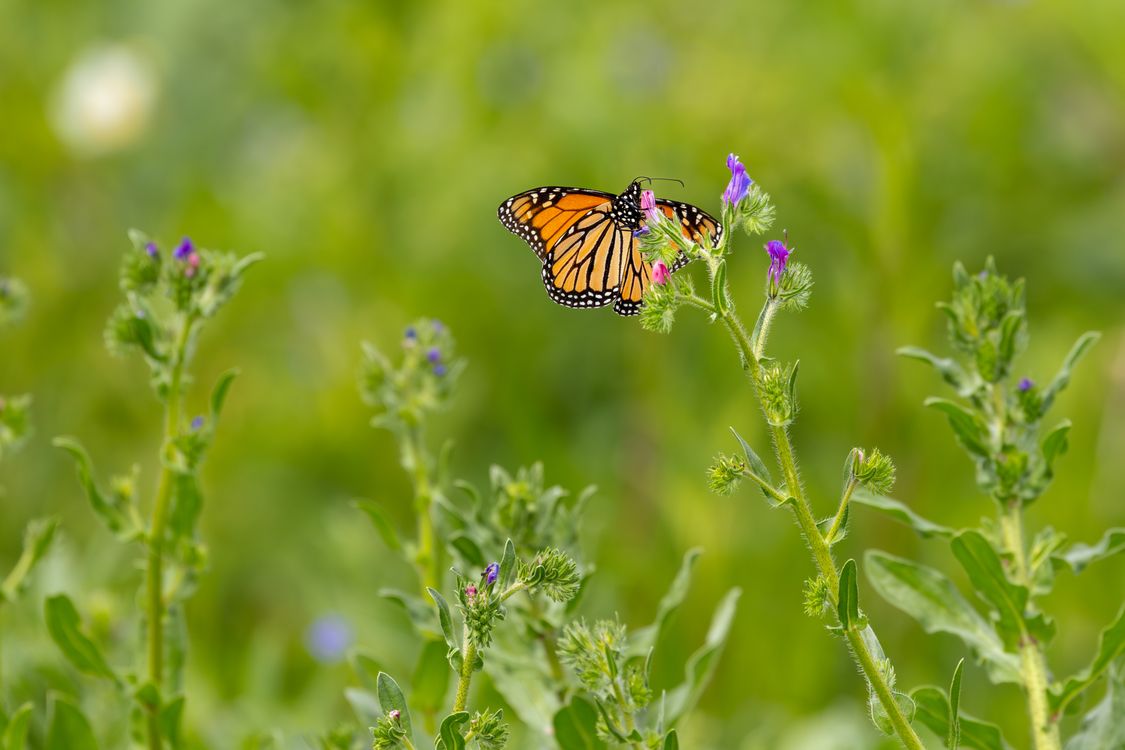 Monarch Butterfly on Wildflower in Spring · Free Stock Photo