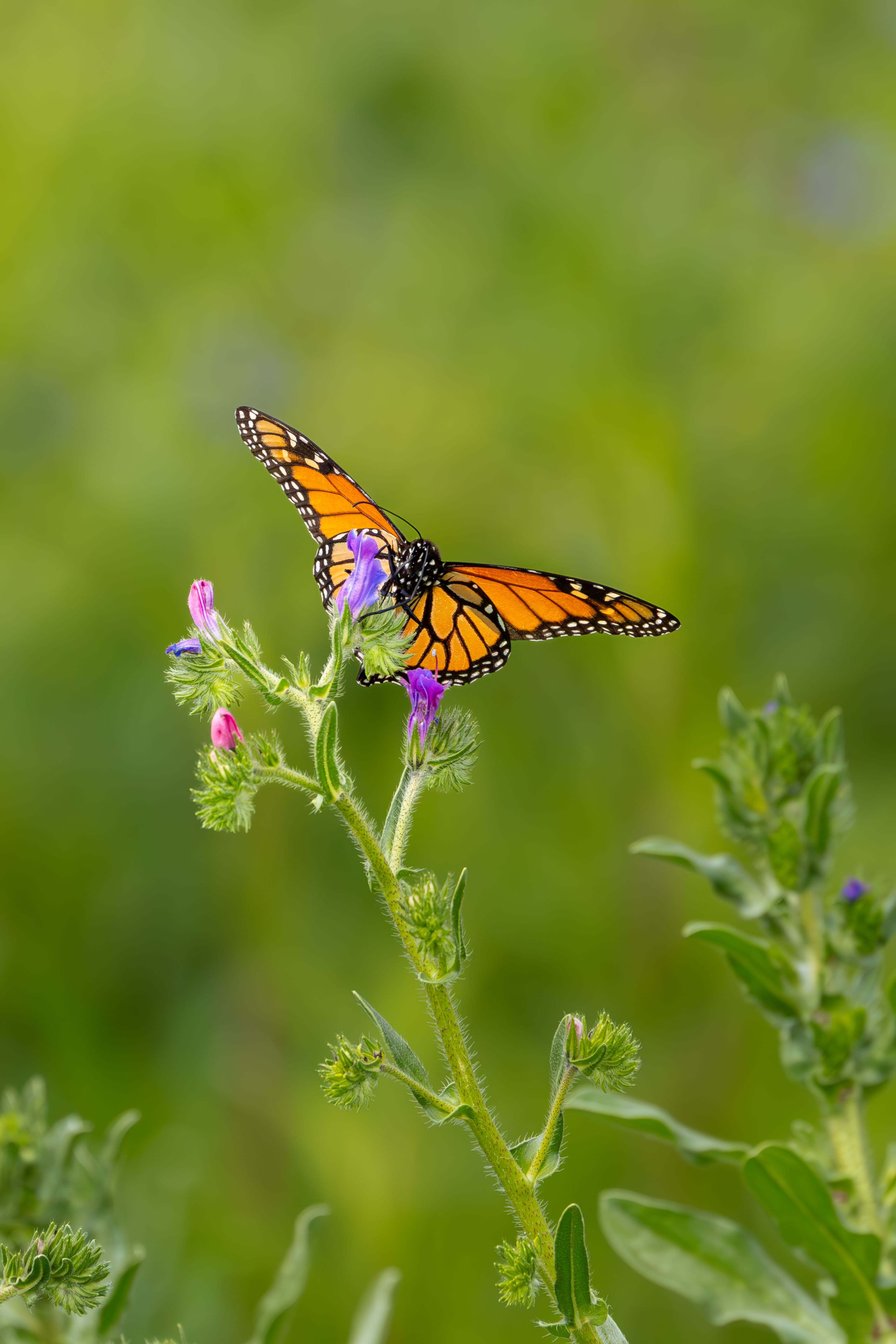 Monarch Butterfly on Wildflowers in Spring · Free Stock Photo