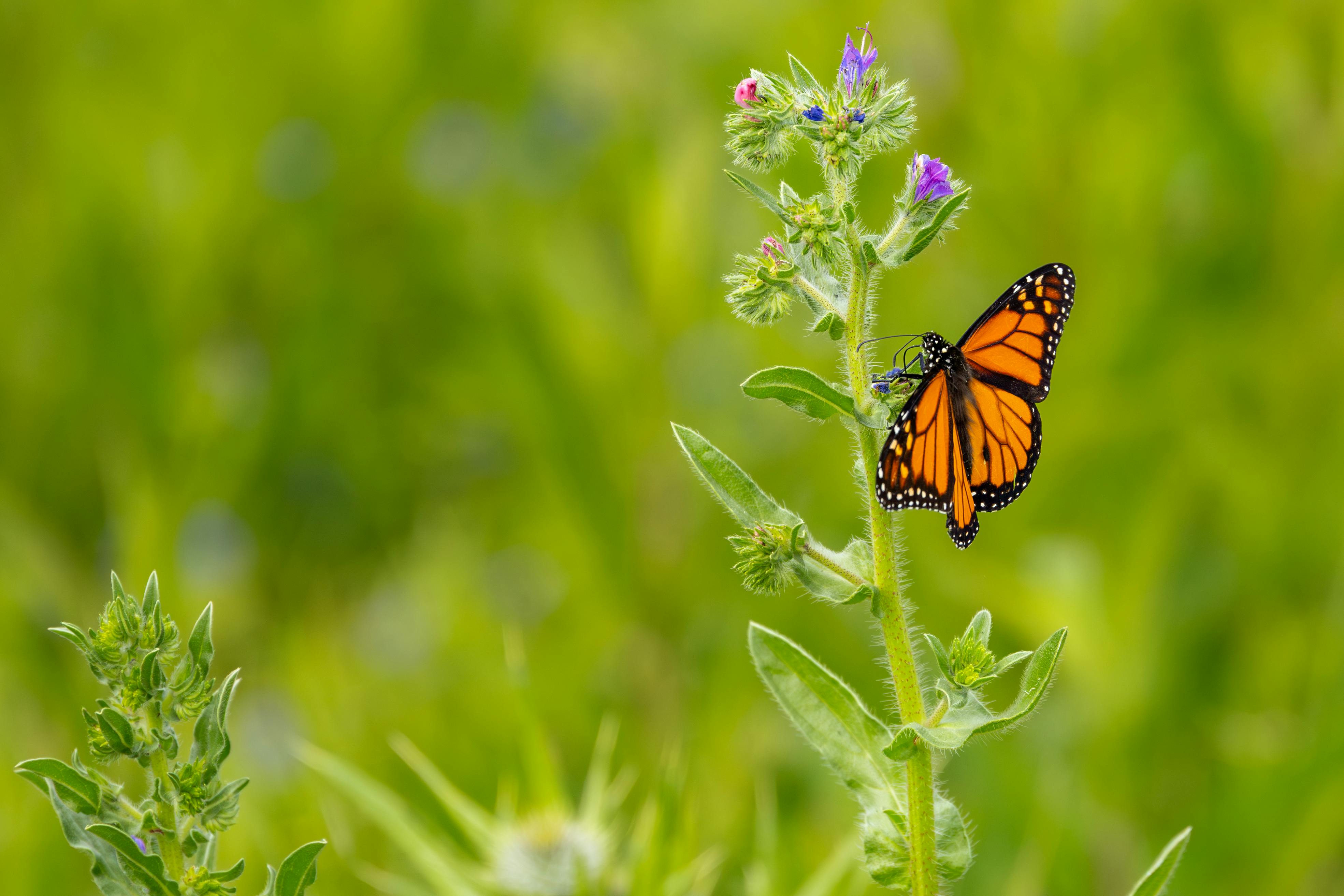 六福攜手韓國愛寶樂園 啟動國際犀牛外交保育計畫