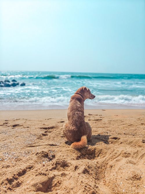 Free A solitary dog gazes over the calm ocean from a sandy beach in Koolimuttam, Kerala, India. Stock Photo