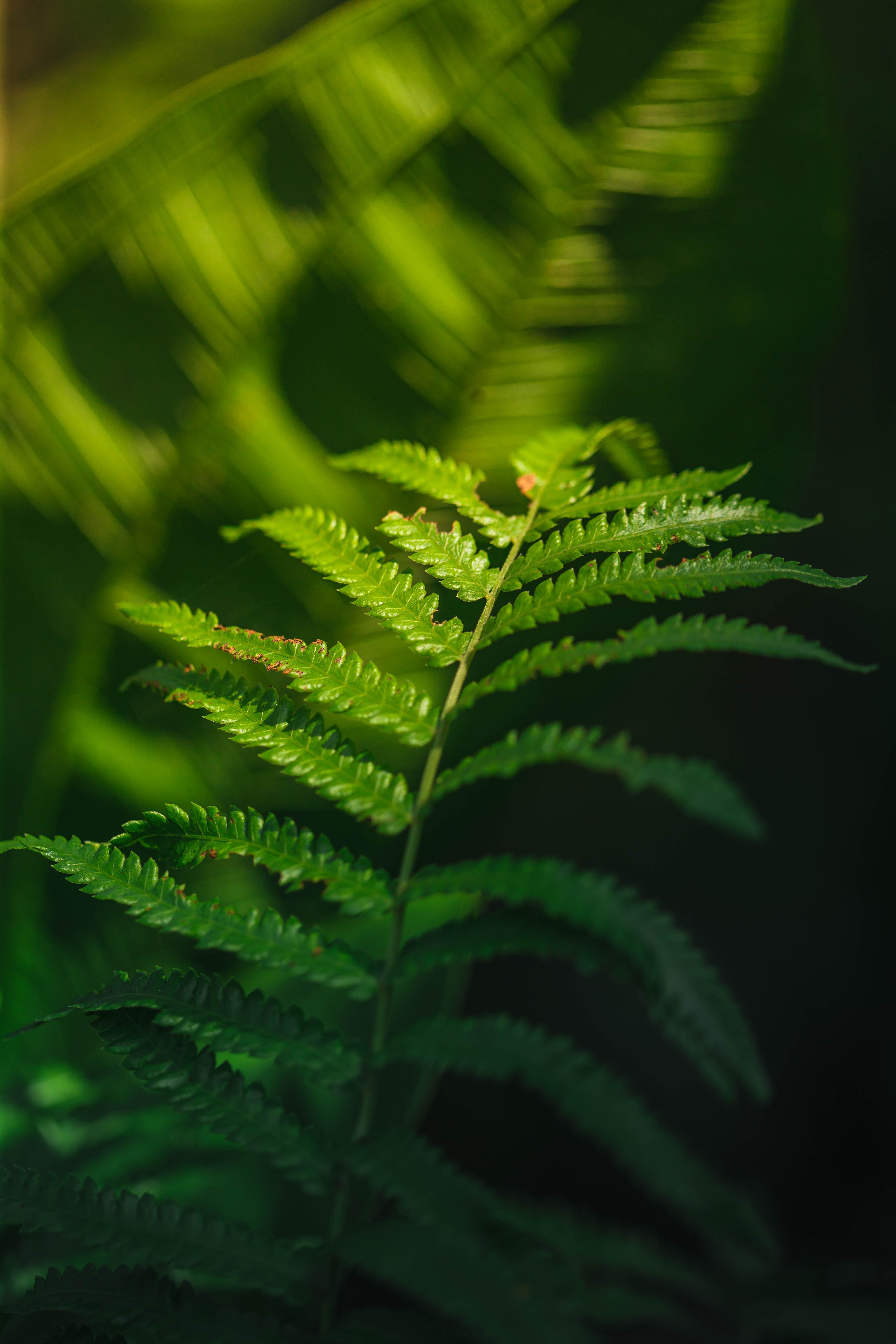 Close-up of Lush Green Fern Fronds in Sunlight · Free Stock Photo