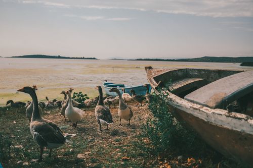 Free A serene lakeside scene with geese and rustic boats under a bright sky, evoking tranquility. Stock Photo