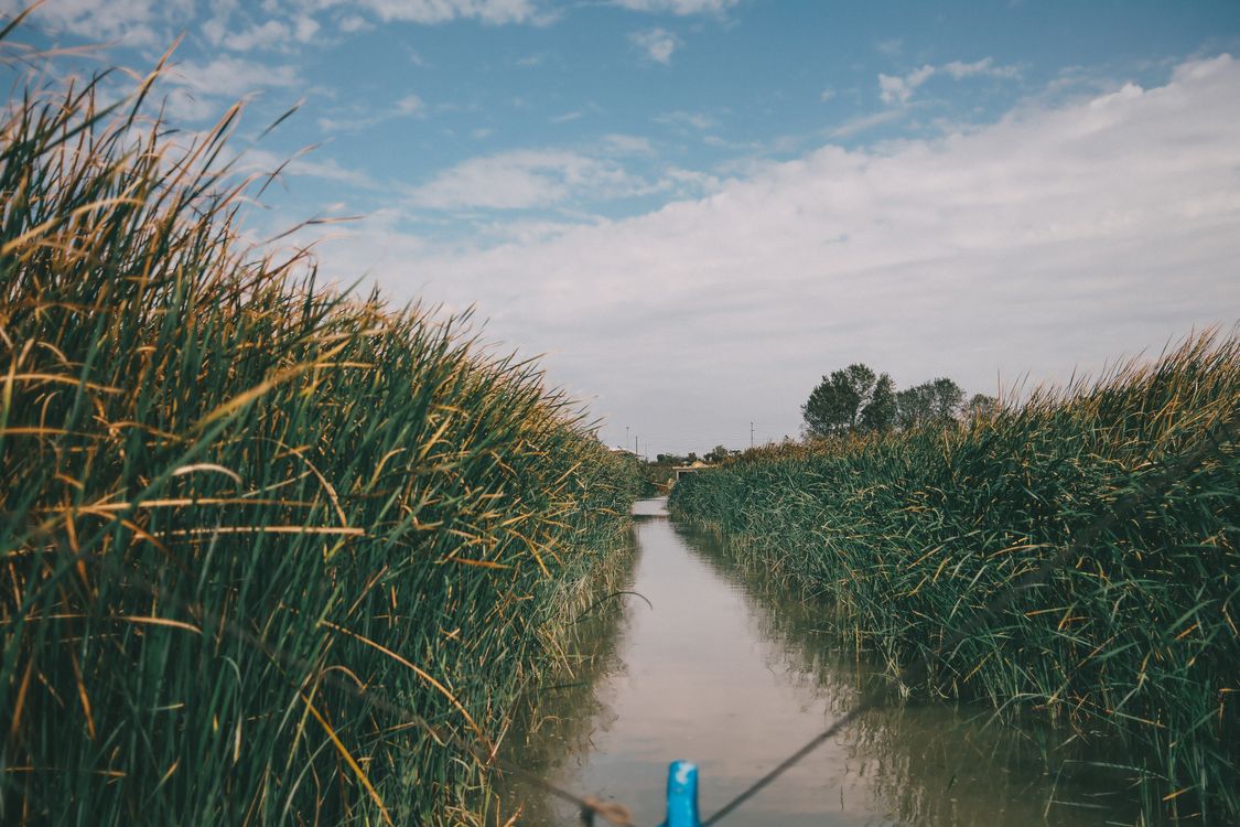 Japanese River Reed Tranquil River Scene Surrounded by Reed Grass · Free Stock Photo