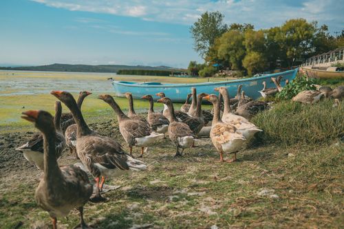 Free A group of geese gathered by a lakeside with boats and lush greenery under clear summer skies. Stock Photo