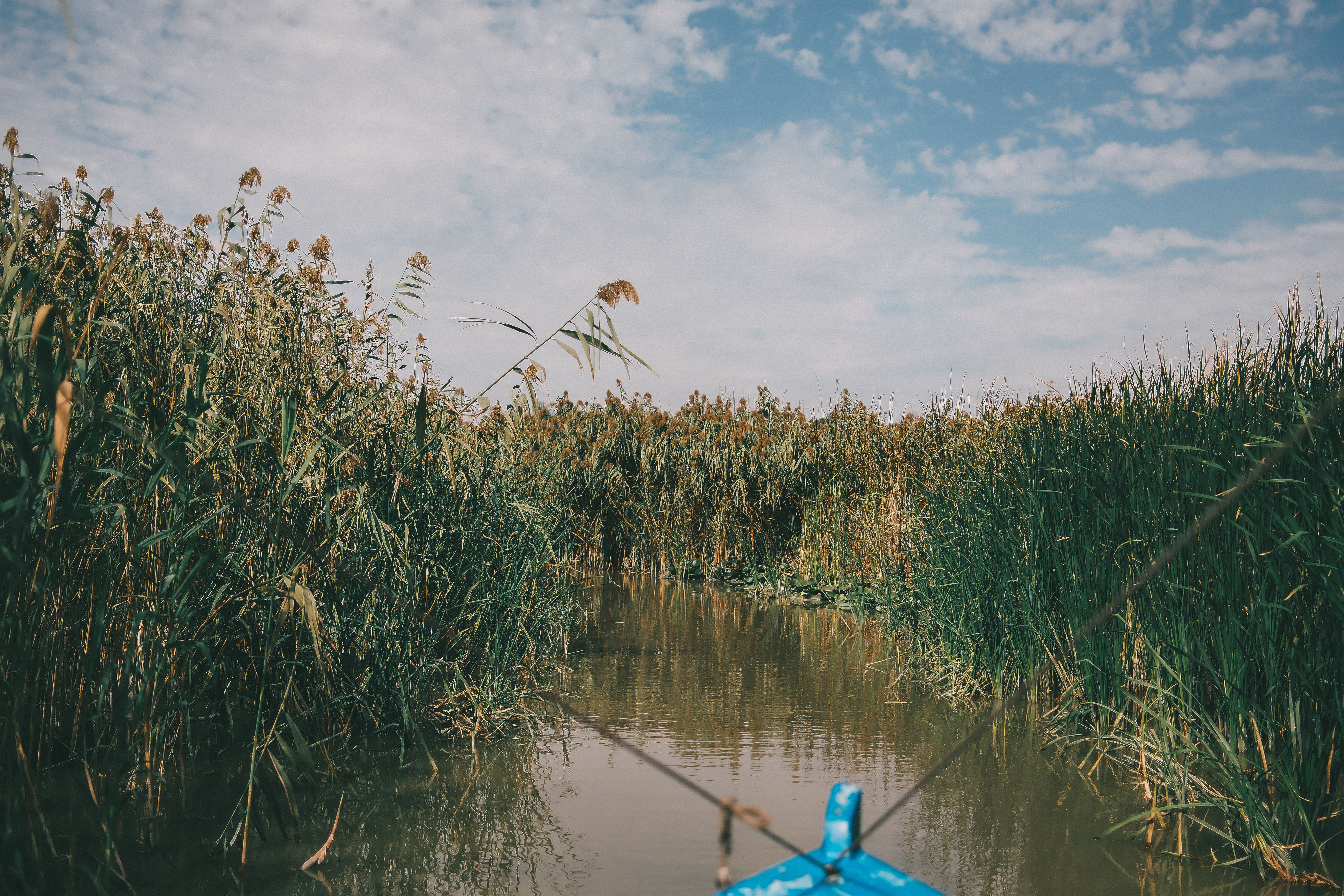 Serene Boat Ride Through Lush Reeds on a Sunny Day · Free Stock Photo