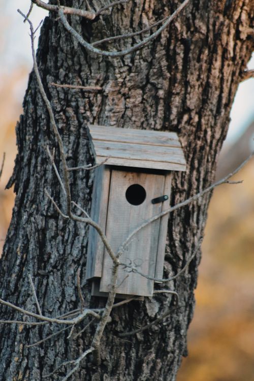Free Rustic wooden birdhouse attached to a tree trunk in a forest setting, ideal for nature themes. Stock Photo