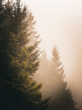 Beeindruckende Naturszene mit Wald & Bäume (von Stefanie Jockschat, 6227×8303, #34110744)