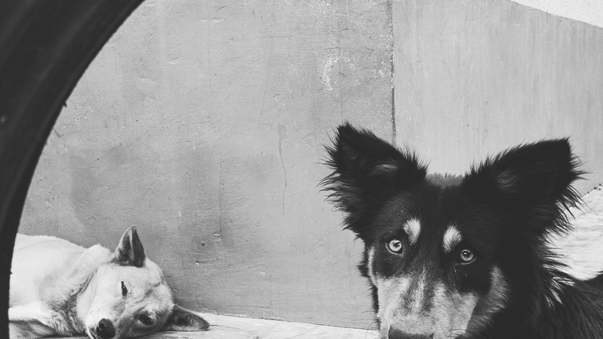 Signes de stress chez le chien : comment les identifier