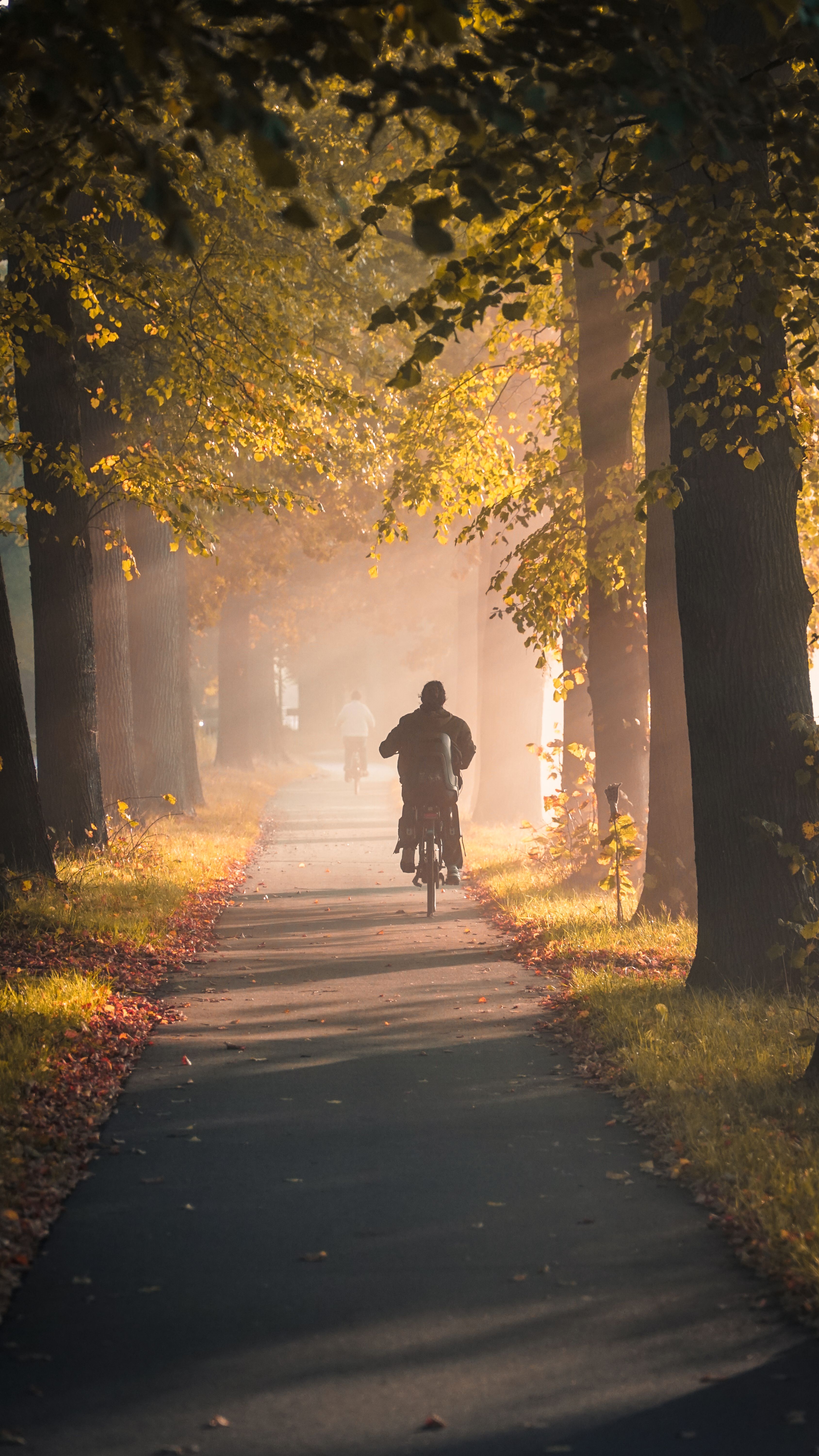 A cyclist enjoys an autumn ride down a sunlit path in Hilversum, Netherlands during golden hour.