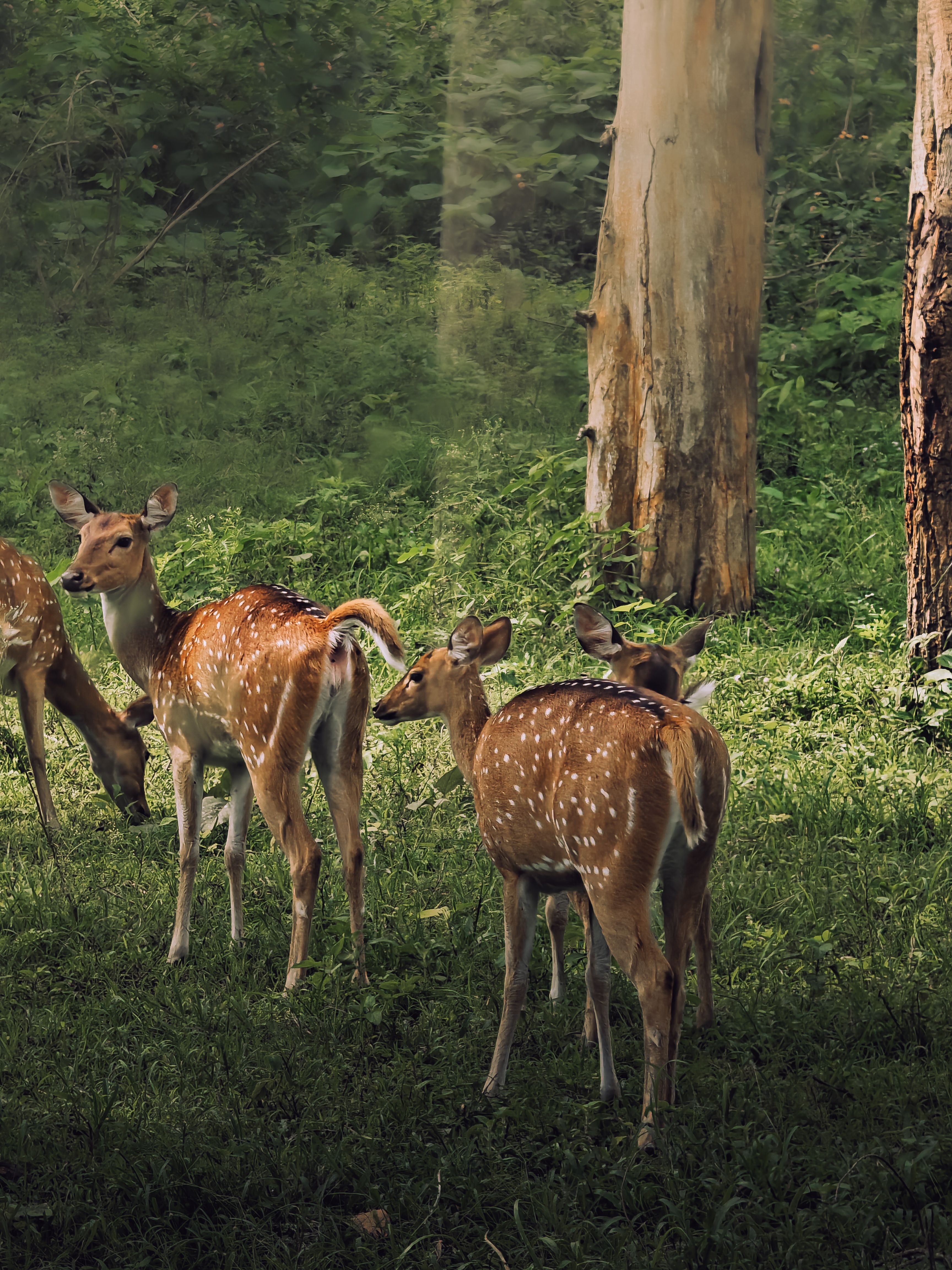 Ourvanishingwildlife