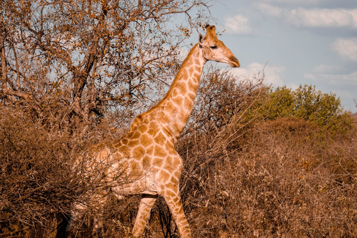 MalaMala Game Reserve