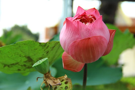 A vibrant pink lotus flower in full bloom surrounded by lush green leaves, captured outdoors in natural light.