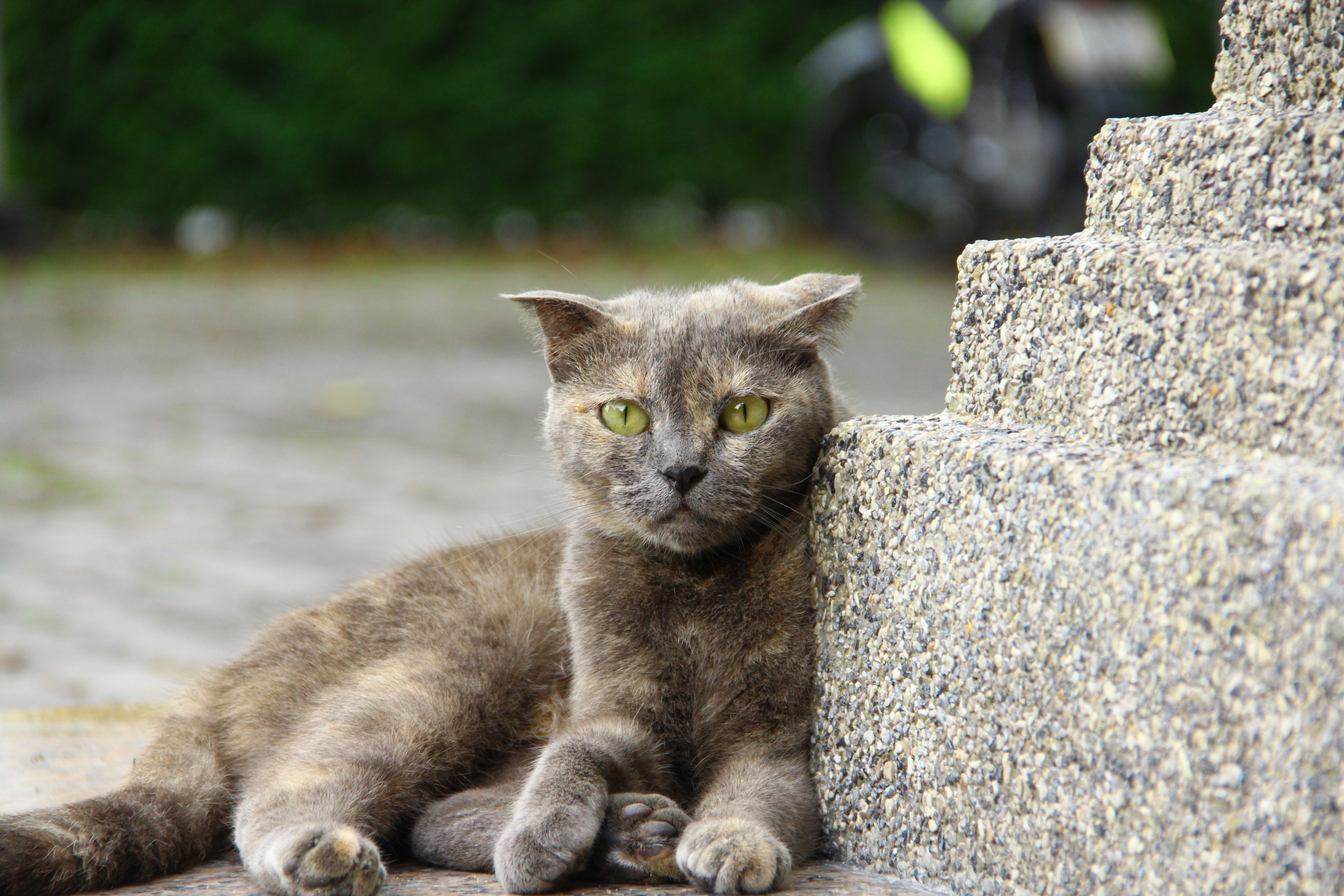 Portrait of a cat at a veterinary clinic