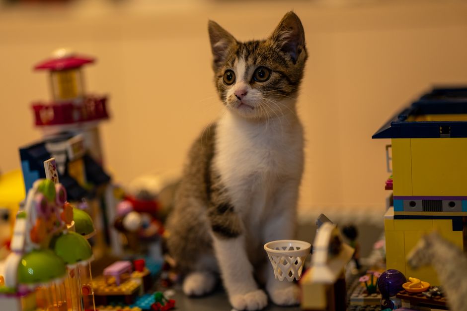 Adorable kitten sits amidst vibrant building blocks, showcasing curiosity and innocence indoors.
