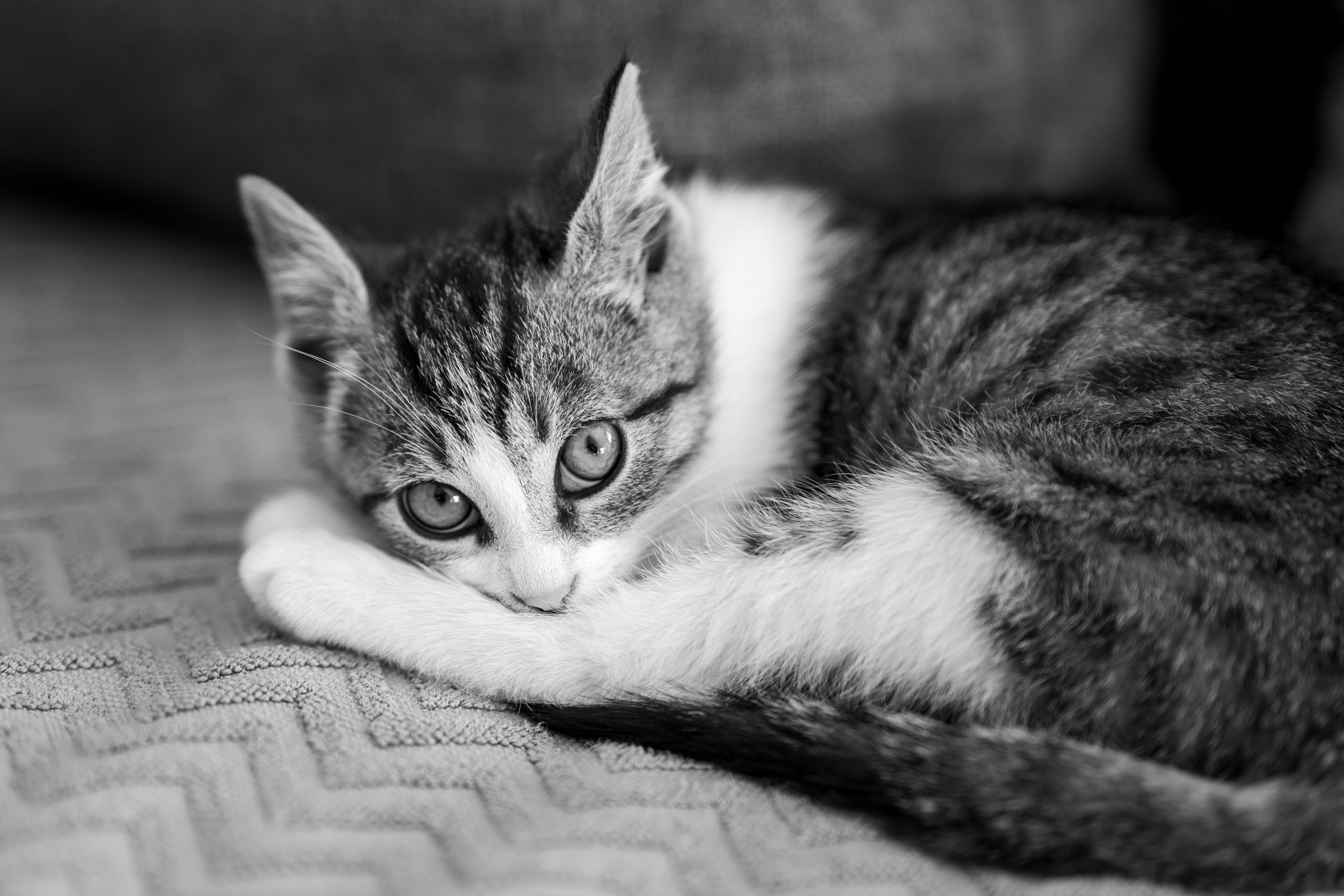 Cute kitten