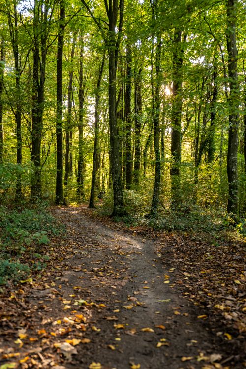 Free Sunlit forest path in Garešnica, Croatia during autumn. Stock Photo