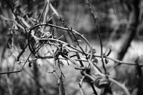 Free stock photo of barbed wire, depression, escape