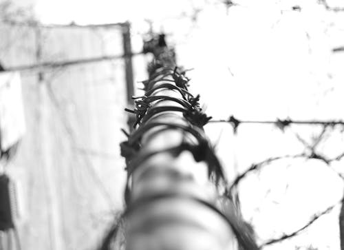 Free stock photo of barbed wire, depression, escape