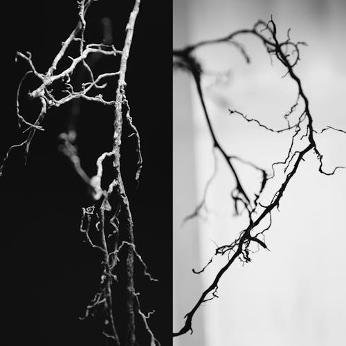 Free stock photo of diptytch, dualism, roots