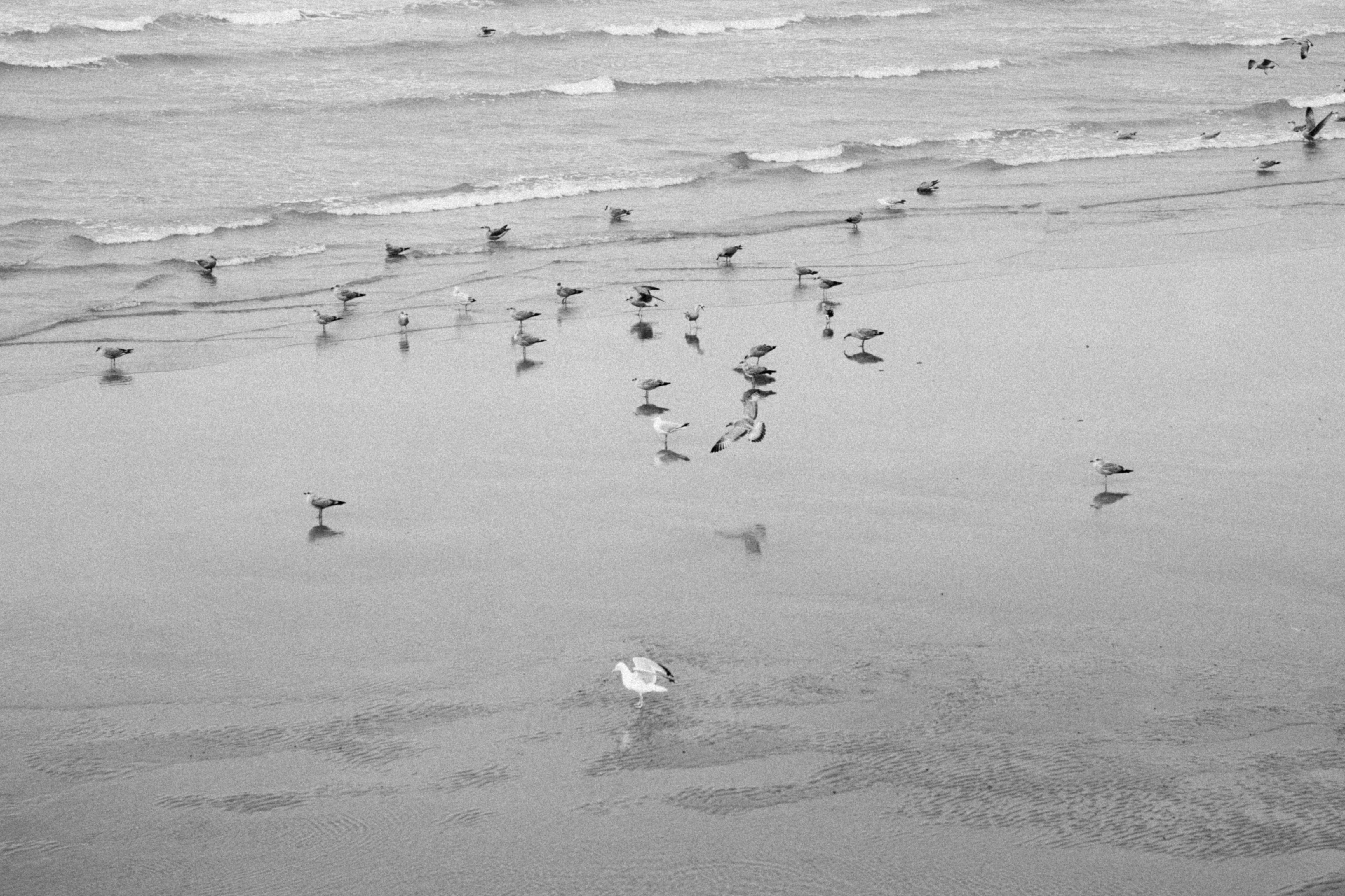 carnaval de dunkerque