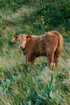 Adorable brown calf standing in a vibrant meadow in the French region of Auvergne-Rhône-Alpes.