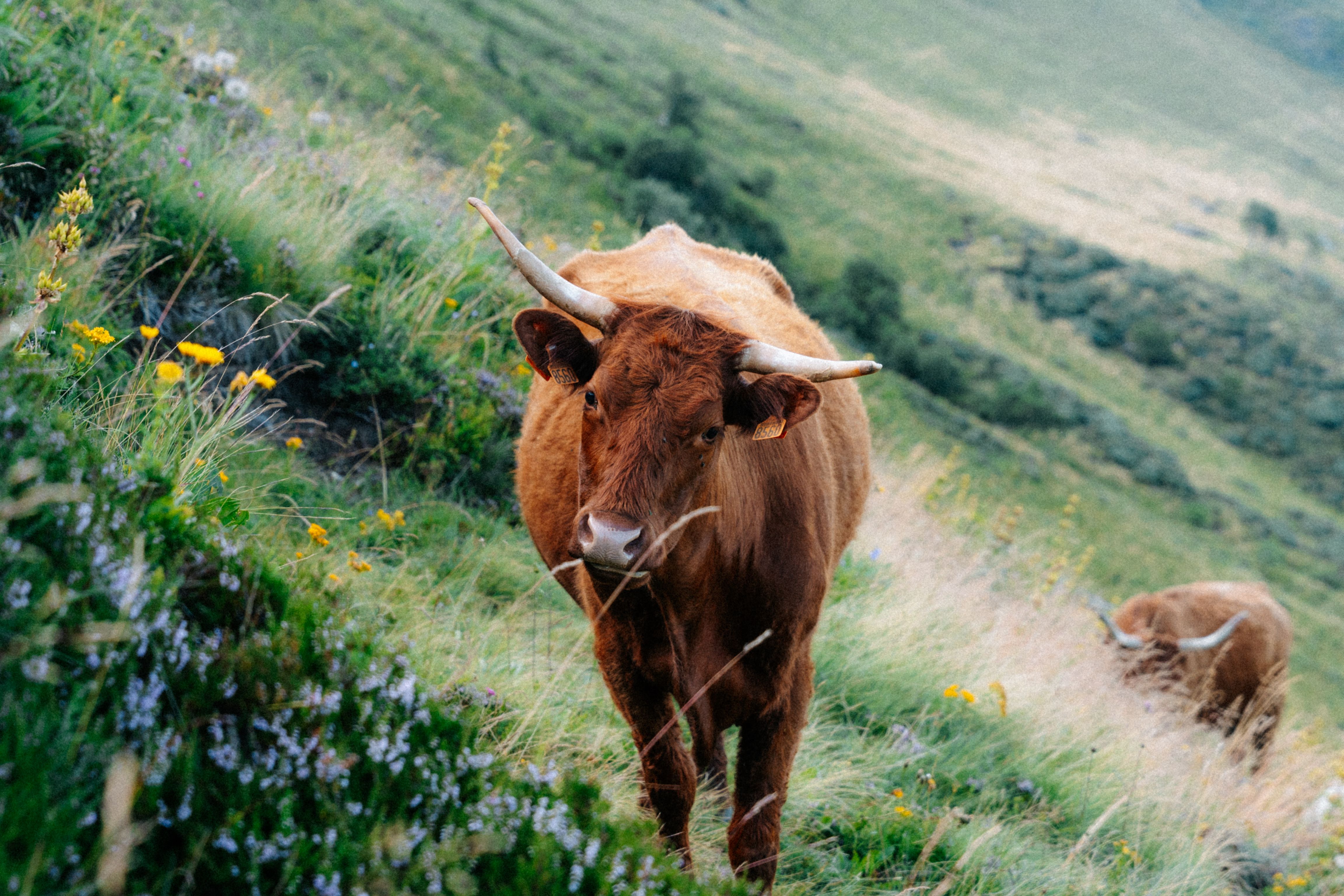 Highland Cattle Grazing in French Countryside · Free Stock Photo