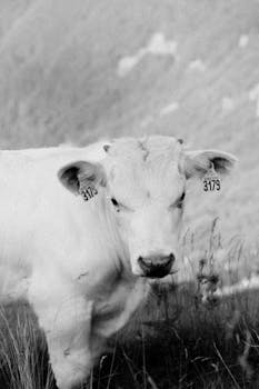 Black and white photo of a cow with ear tags in Auvergne-Rhône-Alpes, France.