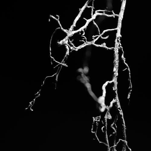 Free stock photo of dark, roots