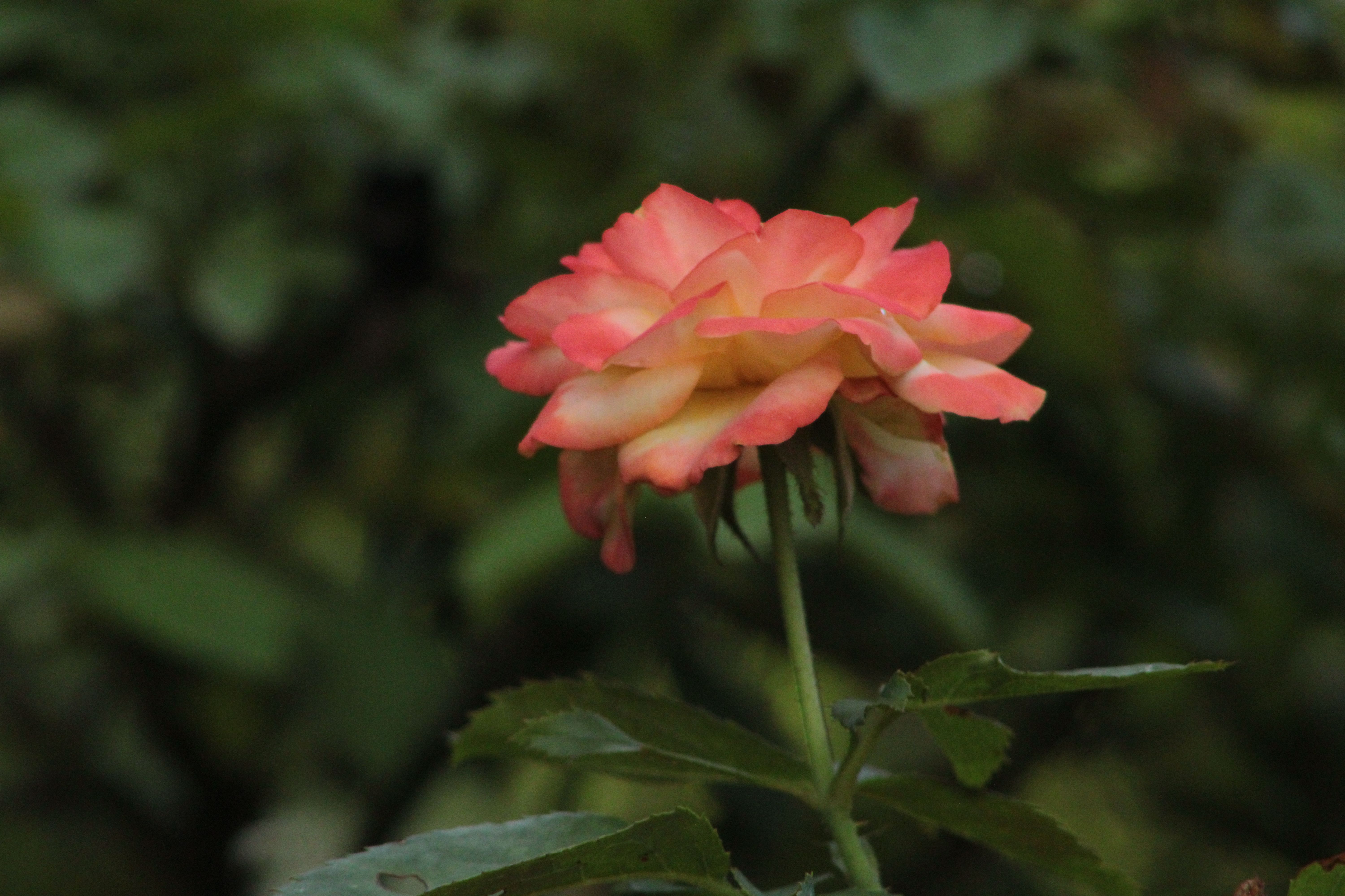 Flora Photos, Download The BEST Free Flora Stock Photos & HD Images