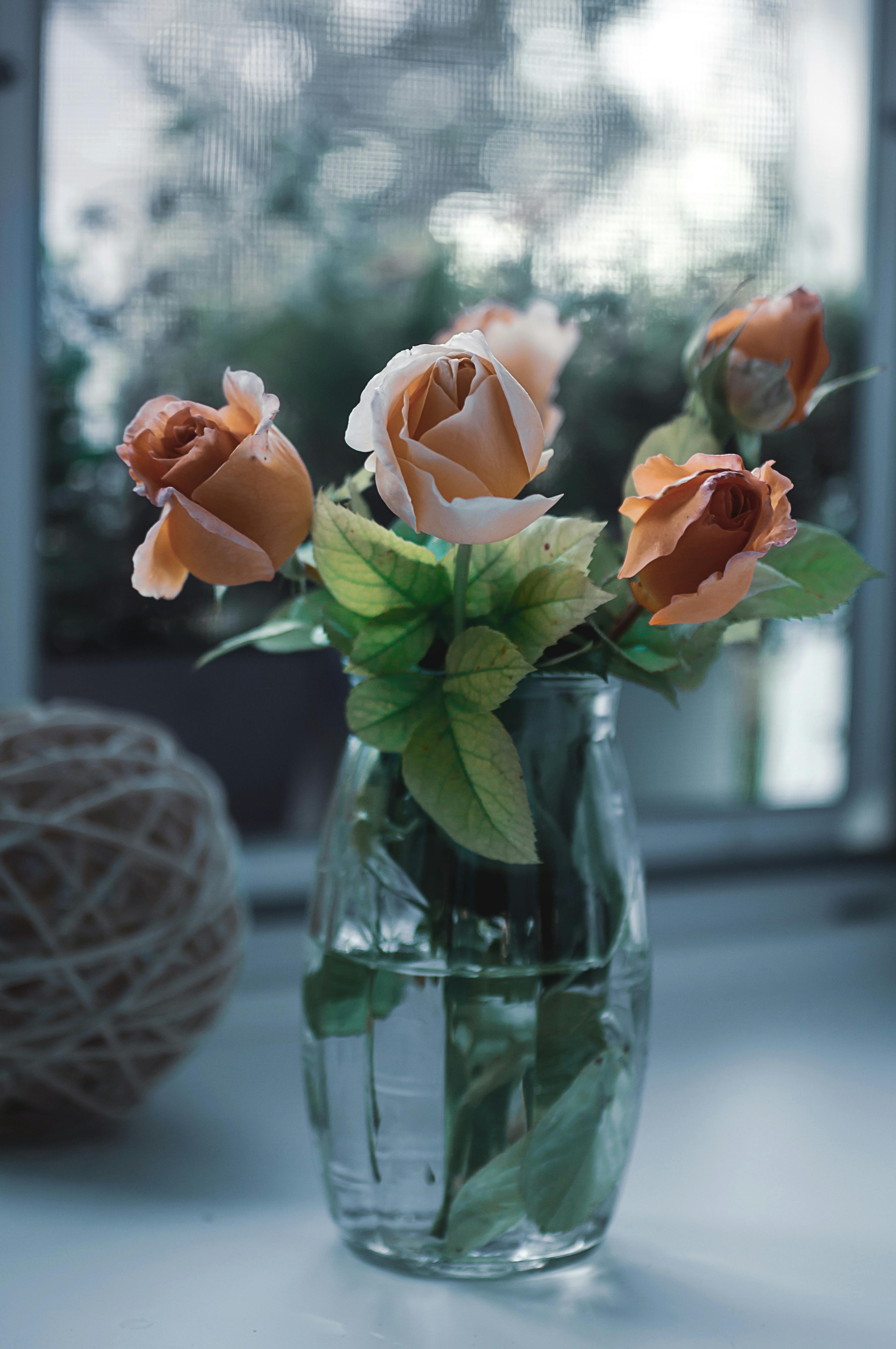 Gratuit Un frumos aranjament de trandafiri piersici într-o vază de sticlă lângă pervazul unei ferestre, adăugând eleganță interiorului. Fotografie de stoc